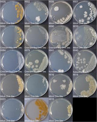 Metabolomic Diversity and Identification of Antibacterial Activities of Bacteria Isolated From Marine Sediments in Hawai’i and Puerto Rico